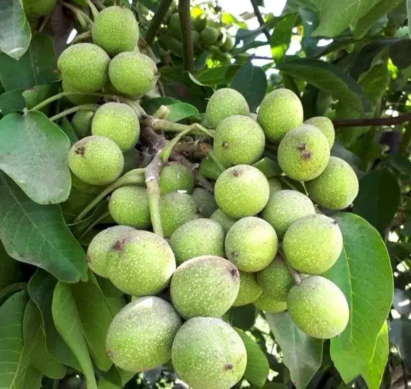 نهال گردو مناسب ارتفاعات و قوی|خدمات باغبانی و درختکاری|ابهر, |دیوار