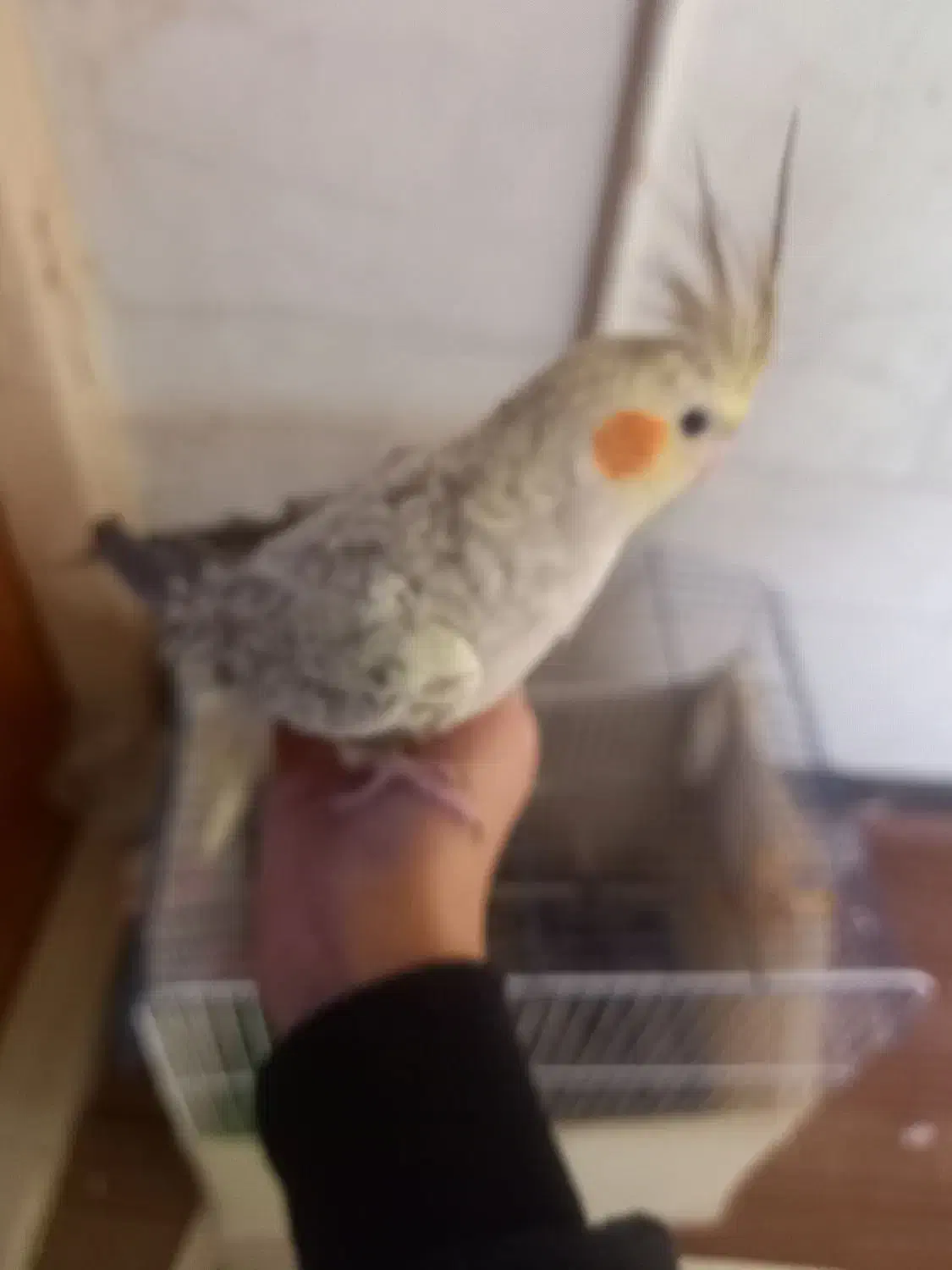 پرنده عروس هلندی|پرنده|اصفهان, ارداجی|دیوار