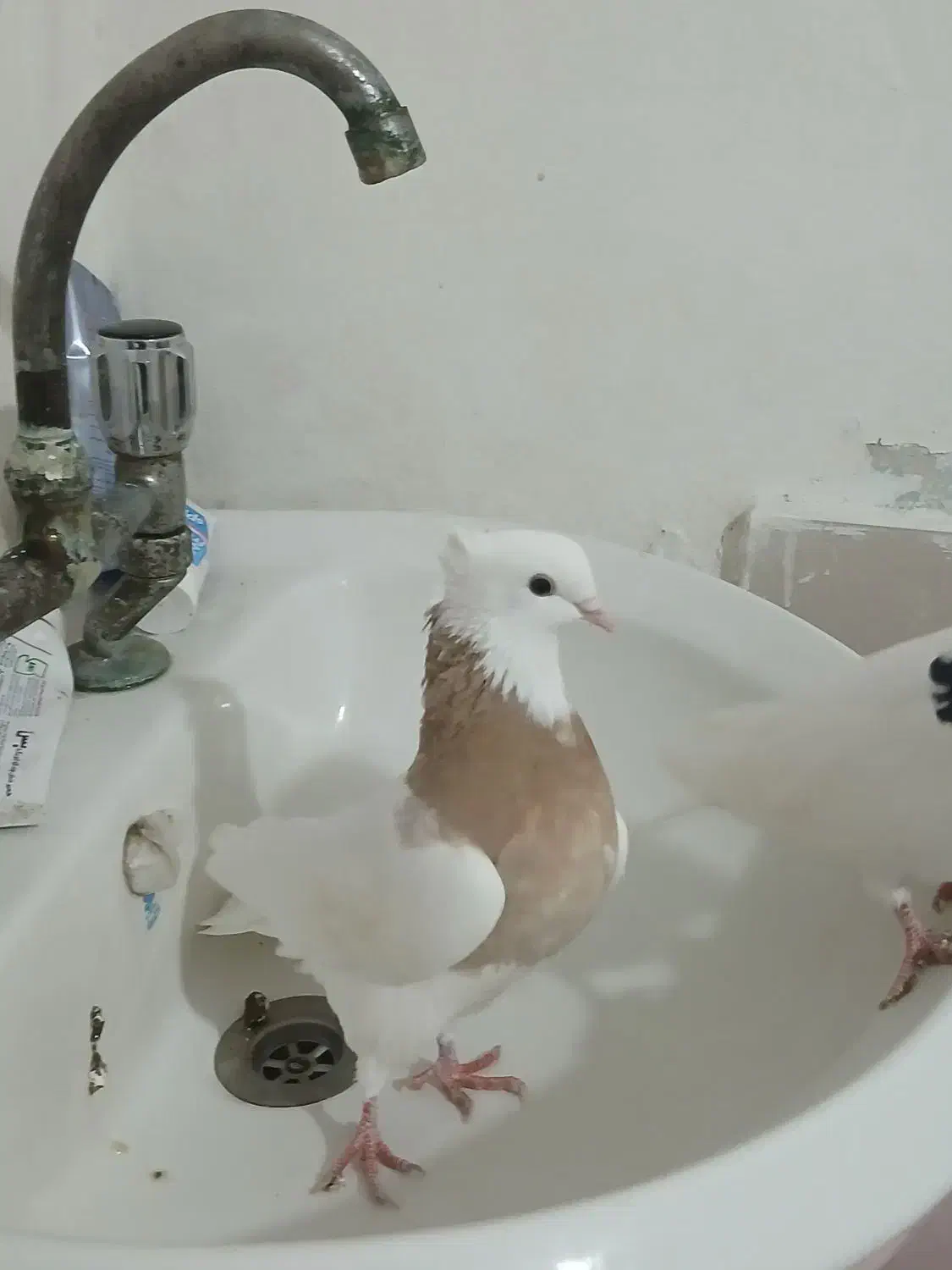 کفتر طوقی  ۱۶۰۰|پرنده|ساری, |دیوار