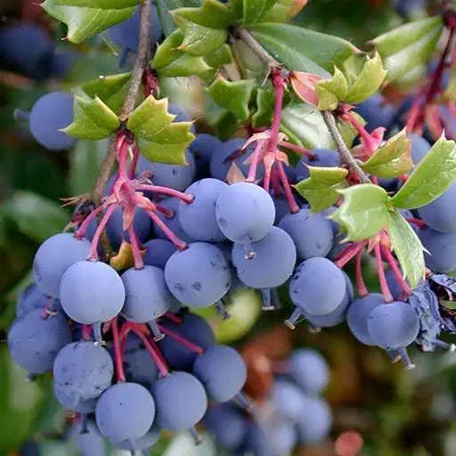 نهال زرشک|گل و گیاه طبیعی|جلگه ماژان, |دیوار