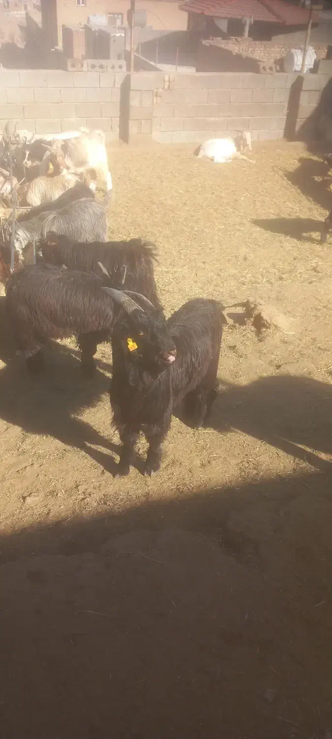 فروش ۱۴۰راس بزغاله پرواری چاق میش بز قوچ بره|حیوانات مزرعه|پیر بکران, |دیوار