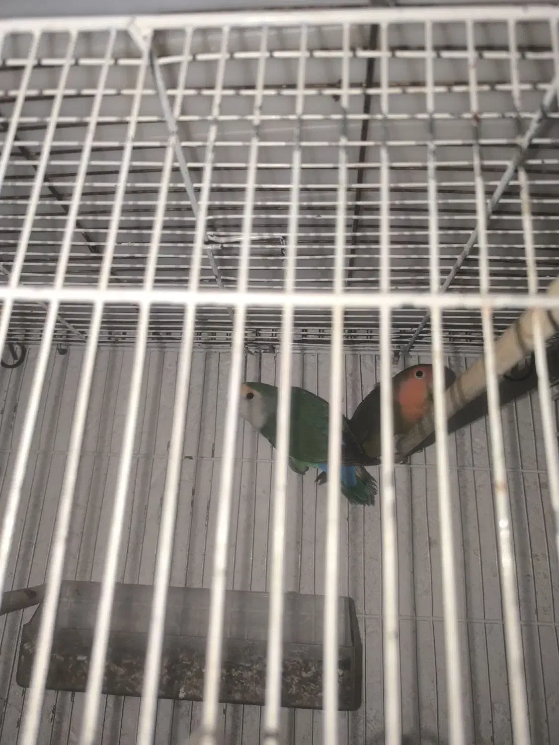 جفت طوطی برزیلی|پرنده|کازرون, |دیوار