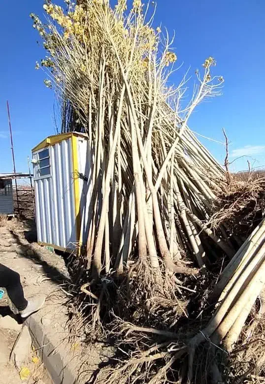 خرید بی واسطه از تولید کننده گردو و بادام و میوه|خدمات باغبانی و درختکاری|نمین, |دیوار