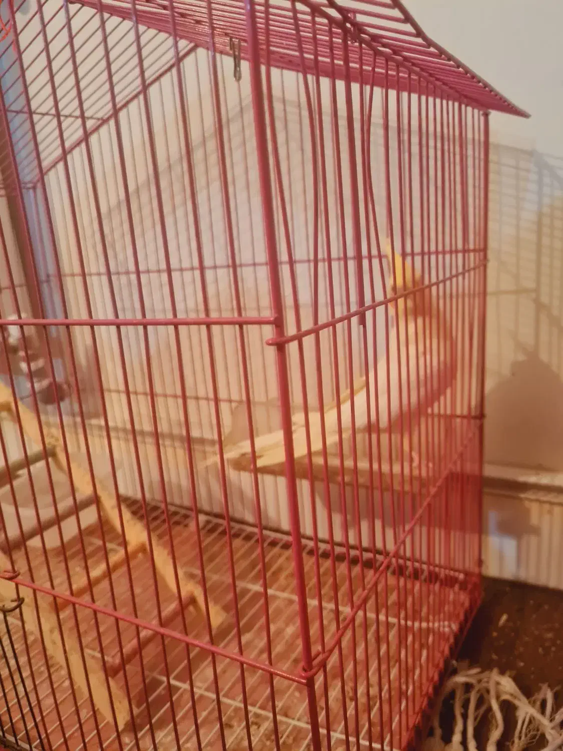 عروس هلندی نر آماده دستی شدن|پرنده|صدرا-فارس, فاز ۱|دیوار