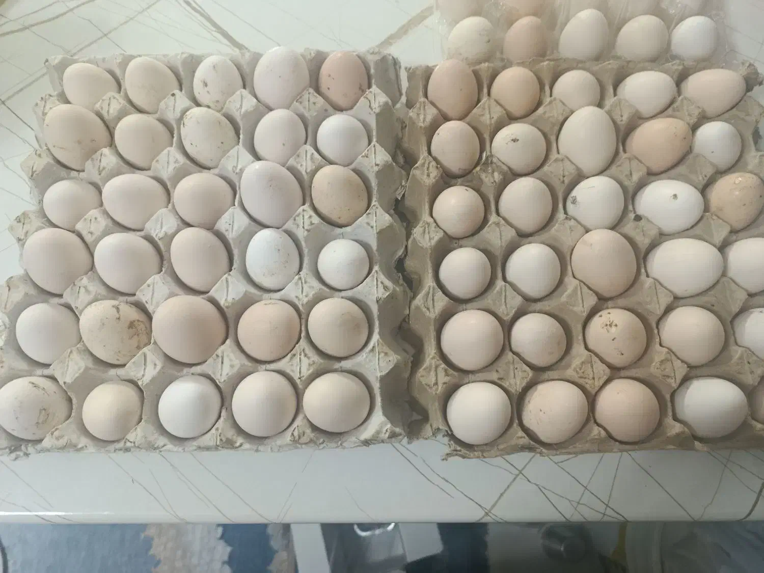 تخم مرغ محلی تازه|خوردنی و آشامیدنی|شیراز, شهرک قمشه|دیوار