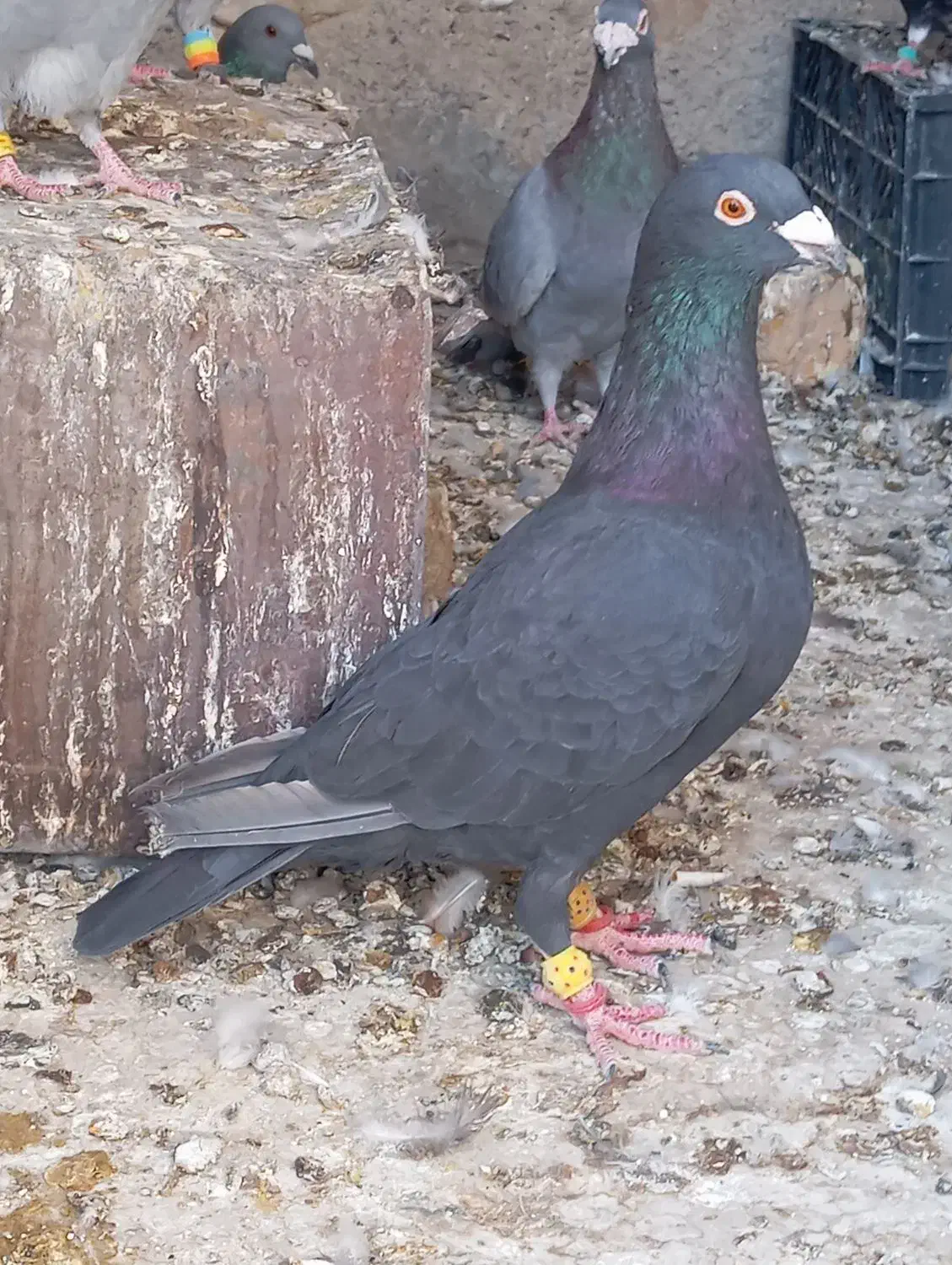 کبوتر بابته|پرنده|کوه چنار, |دیوار