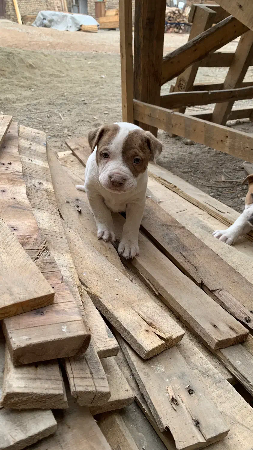 سگ پیتبول|سگ|رباطکریم, رباطکریم|دیوار