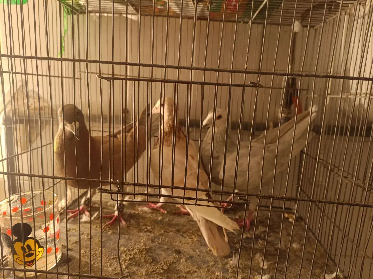 کفتر|پرنده|شیراز, شهرک مهدیه|دیوار