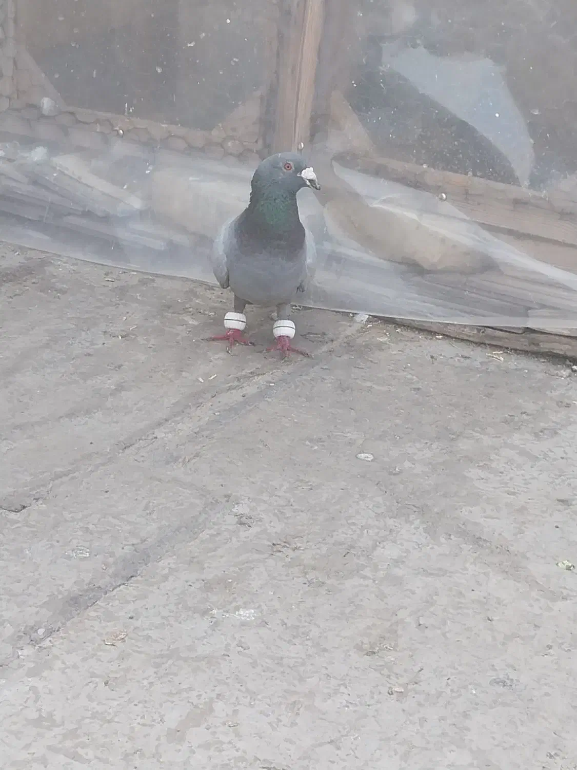 حیوانات|پرنده|مشهد, رده|دیوار