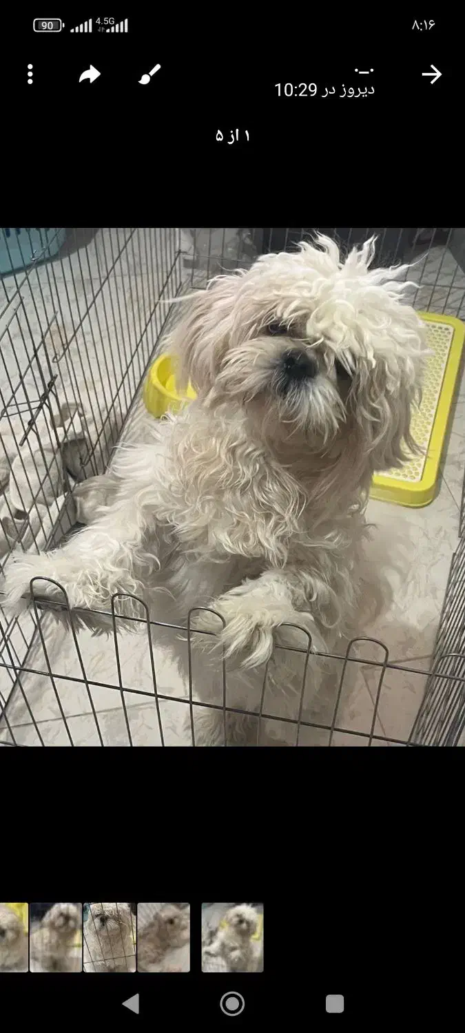 سگ فروشی نژاد شیتزو|سگ|بومهن, |دیوار