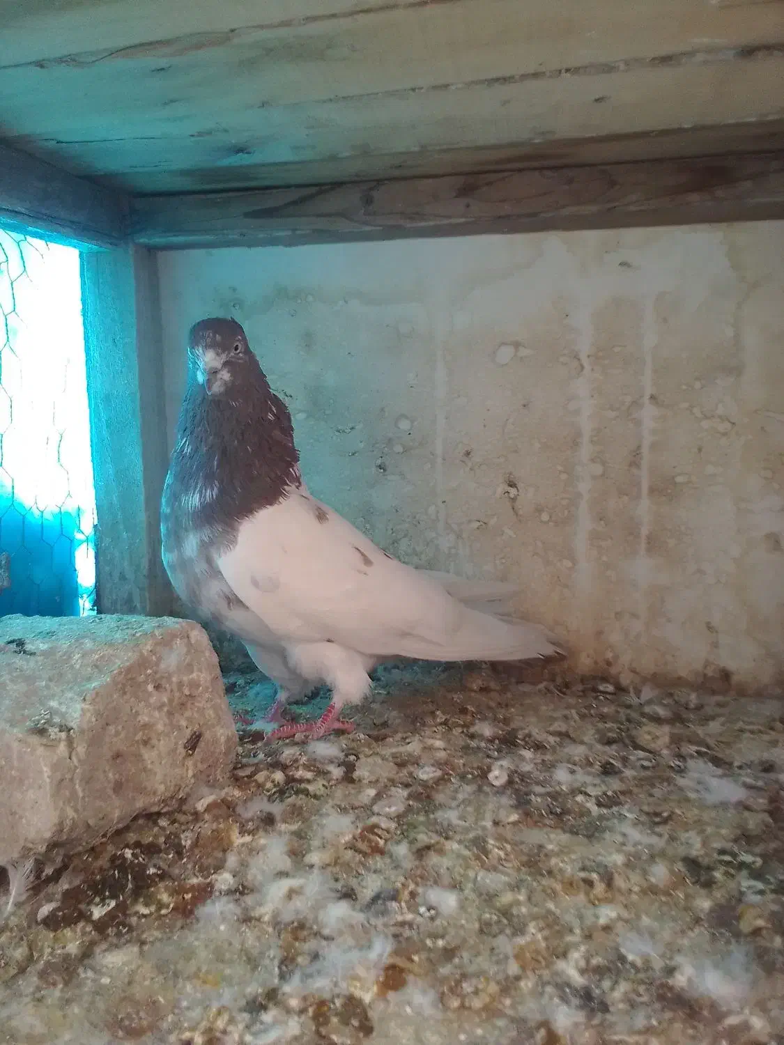 کبوتر|حیوانات|قم, علی آباد سعدگان|دیوار