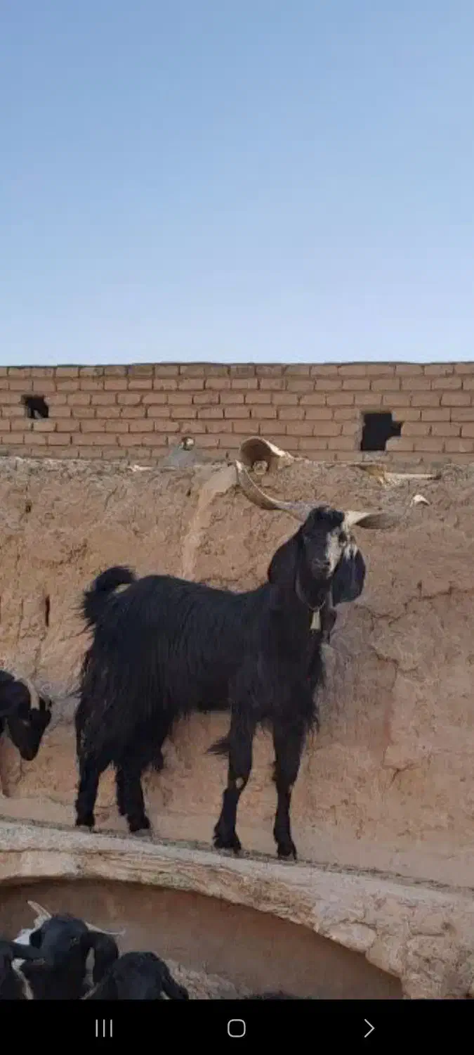 دوبر۳ساله|حیوانات مزرعه|قنوات, |دیوار