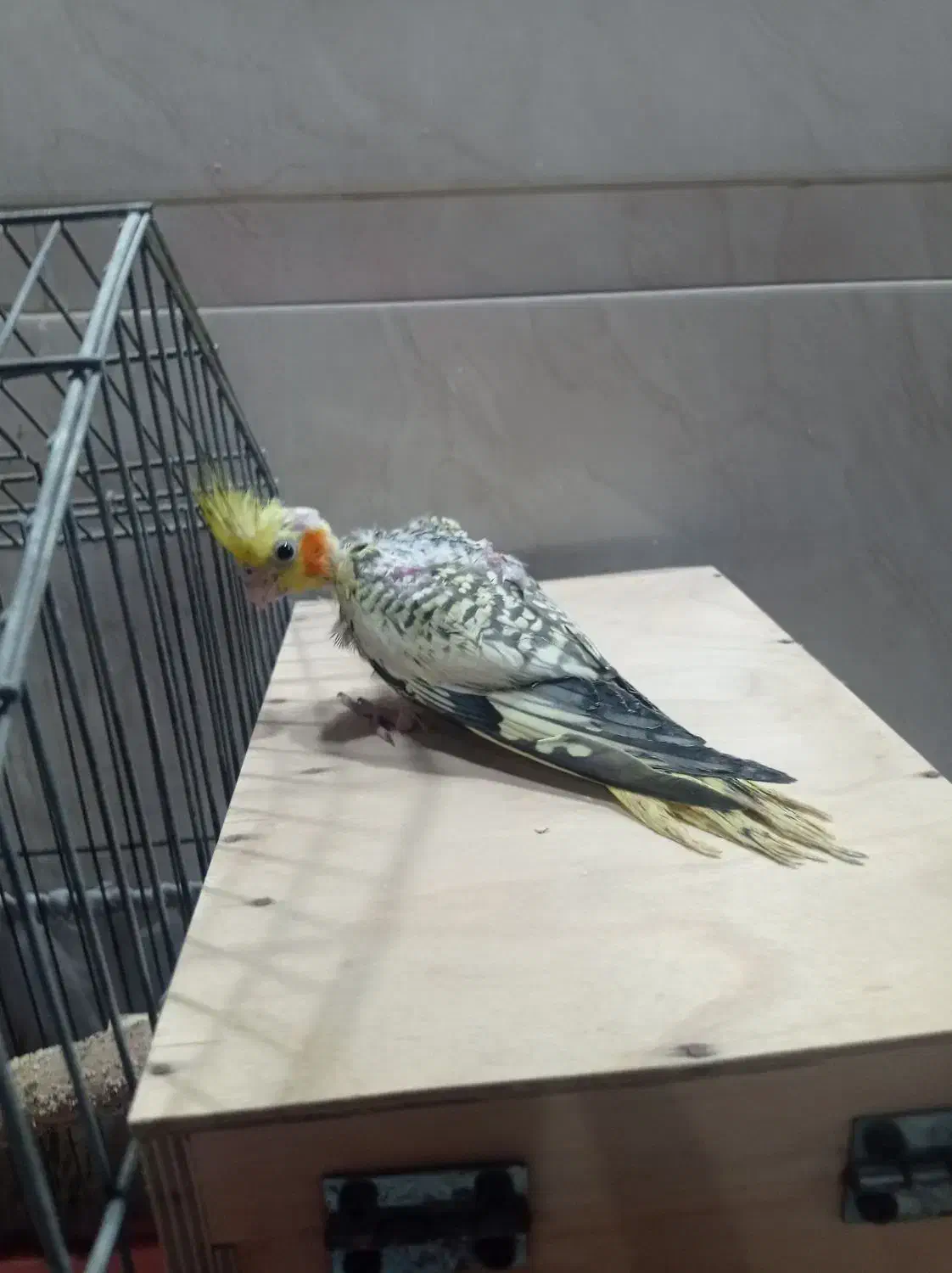 عروس هلندی|پرنده|قشم, |دیوار