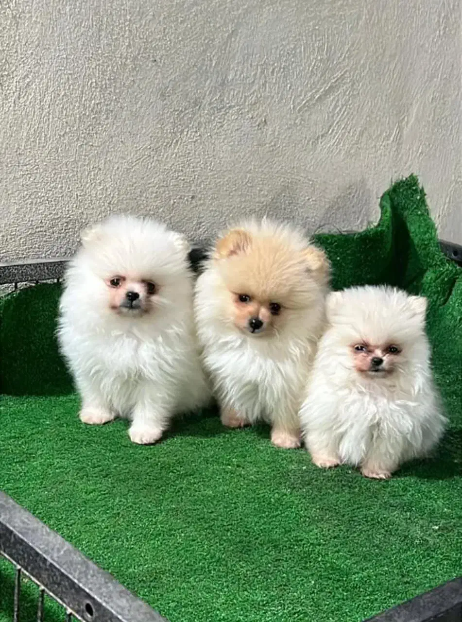 واگذاری|سگ|بهبهان, |دیوار