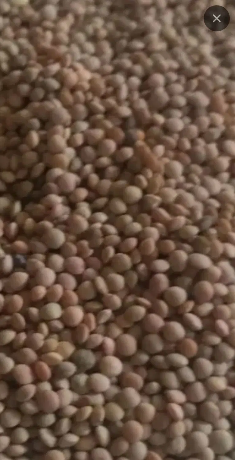 عدس نخود|خوردنی و آشامیدنی|شیراز, باغشهر قصر سبز|دیوار