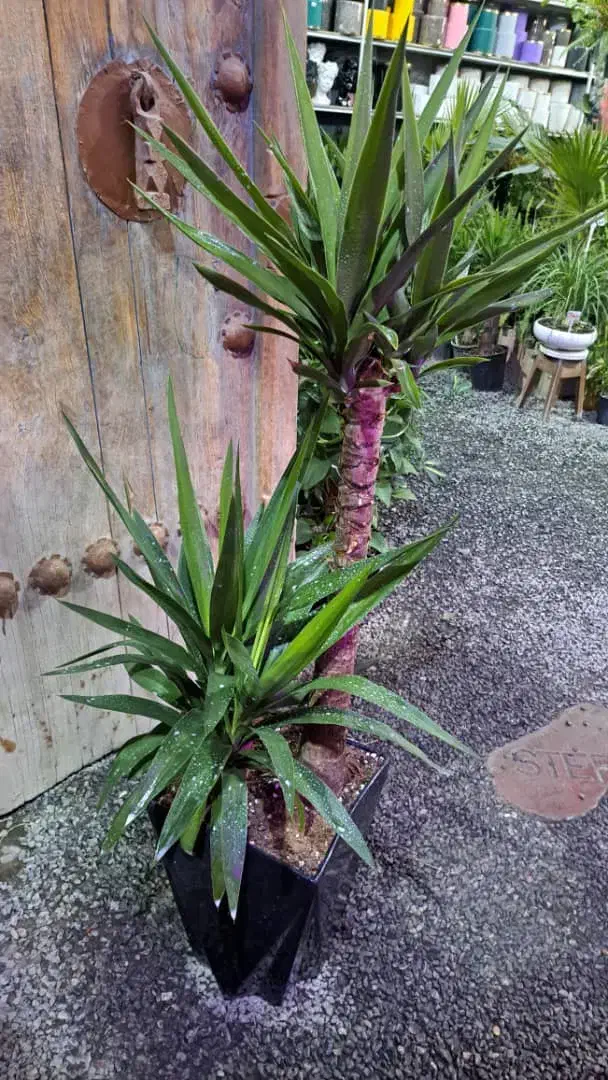 گلهای آپارتمانی|گل و گیاه طبیعی|فولادشهر, مسکن مهر فولادشهر|دیوار