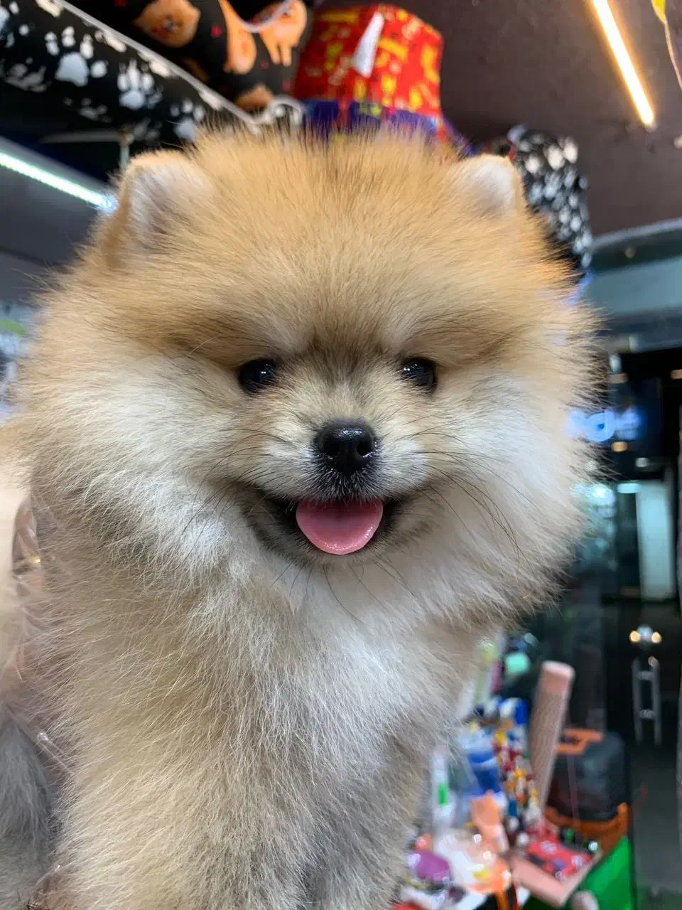 پامرانیان خرسی عروسکی|سگ|رشت, لاکانی|دیوار