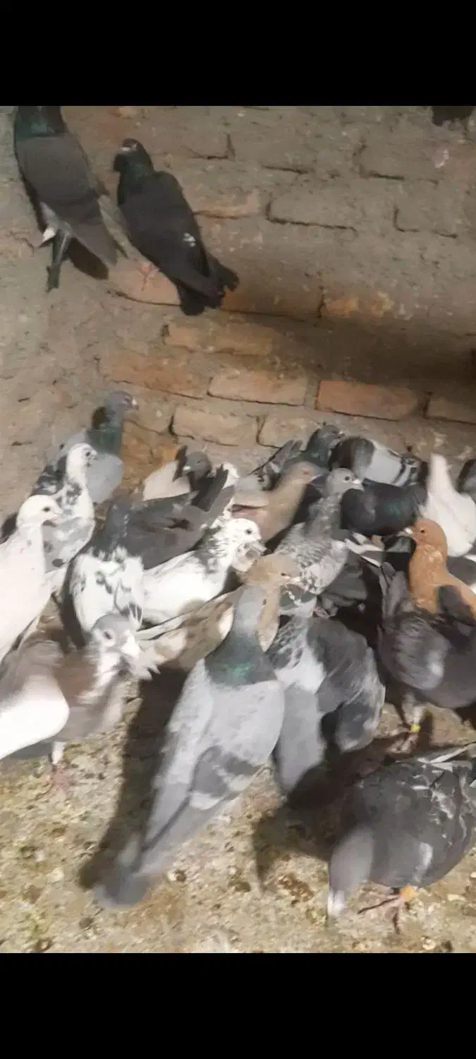 45تا کفتر|پرنده|بیرجند, |دیوار