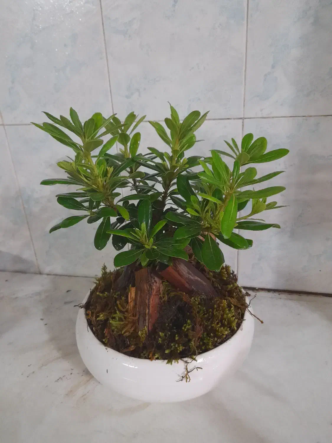 بونسای میخک هندی|گل و گیاه طبیعی|اصفهان, بهارستان (مخابرات)|دیوار