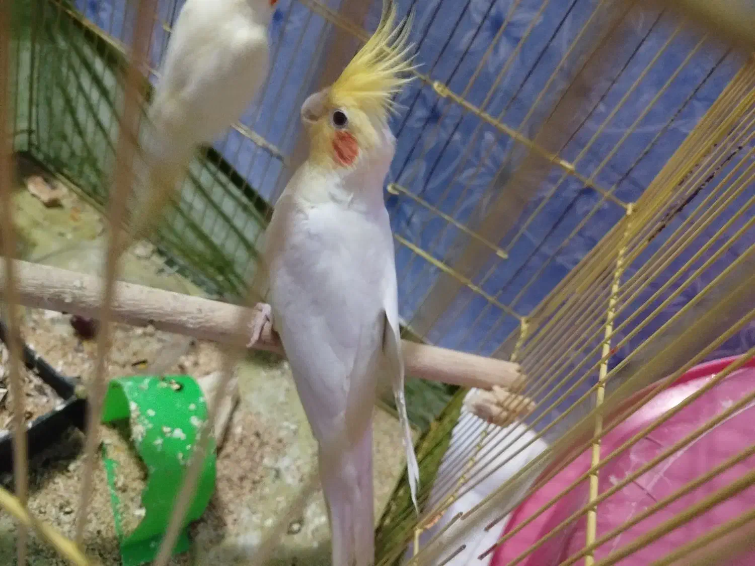 عروس هلندی نر مست|پرنده|مشکین‌دشت, |دیوار