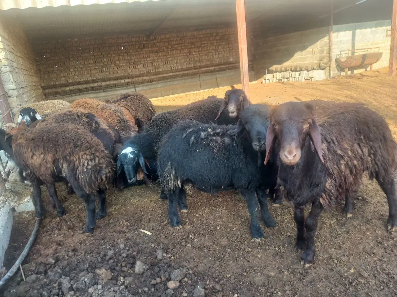 فروش۱۳ بره پرواری قزل افشاری|حیوانات مزرعه|سورک, |دیوار