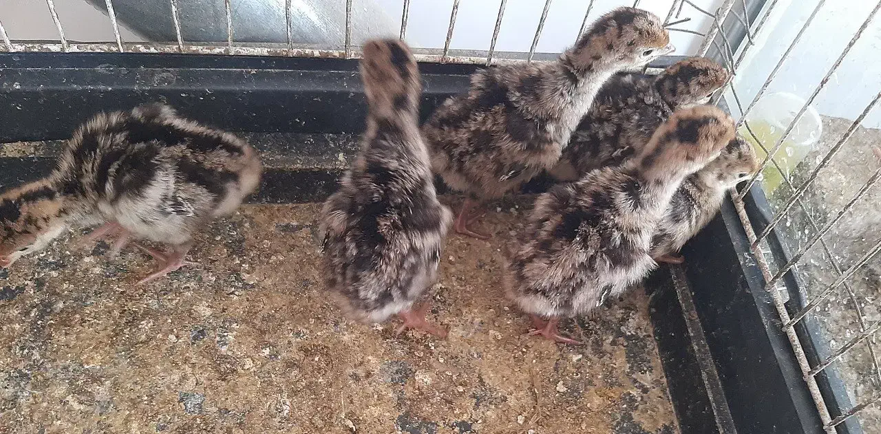 جوجه بقلمون|حیوانات مزرعه|کاشمر, |دیوار