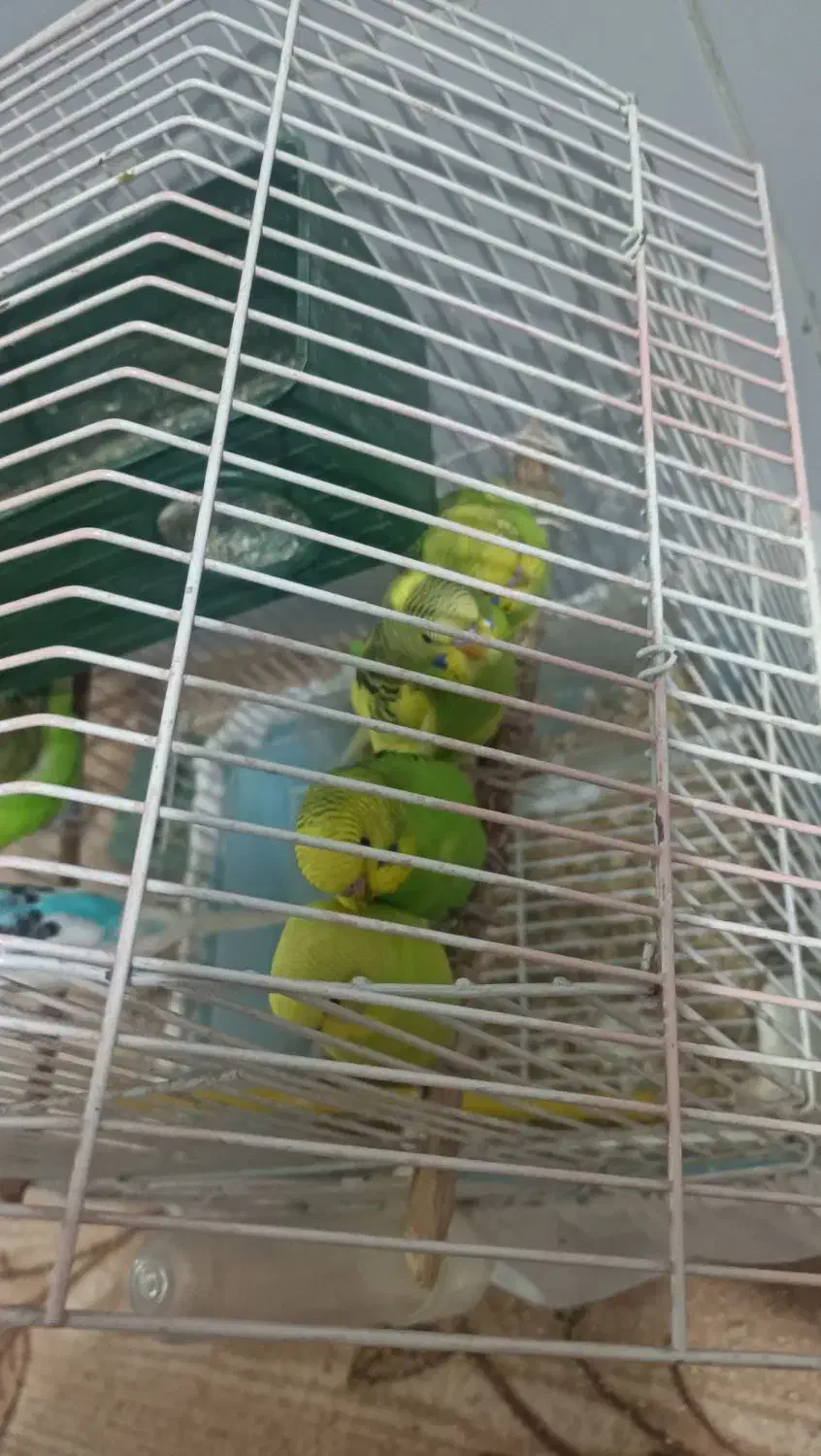 مرغ عشق|پرنده|سروآباد, |دیوار