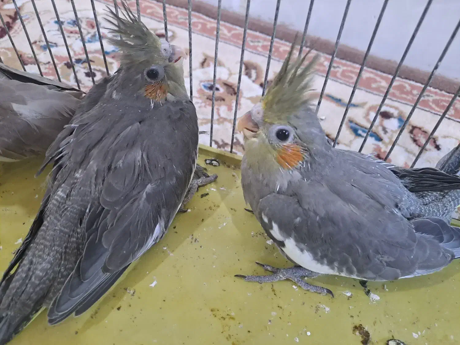 عروس هلندی|پرنده|آبپخش, |دیوار