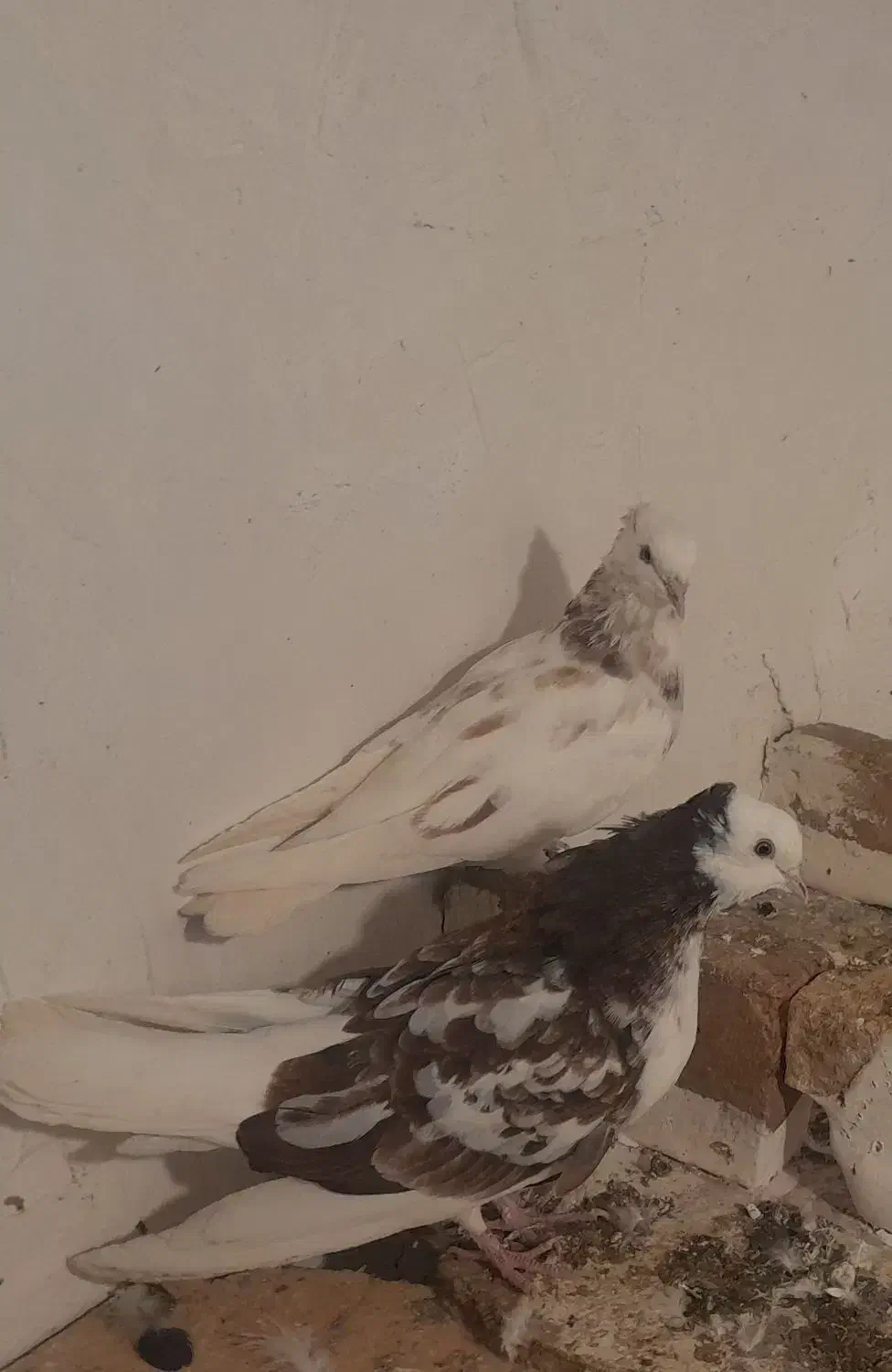 کبوتر|پرنده|گرگان, |دیوار