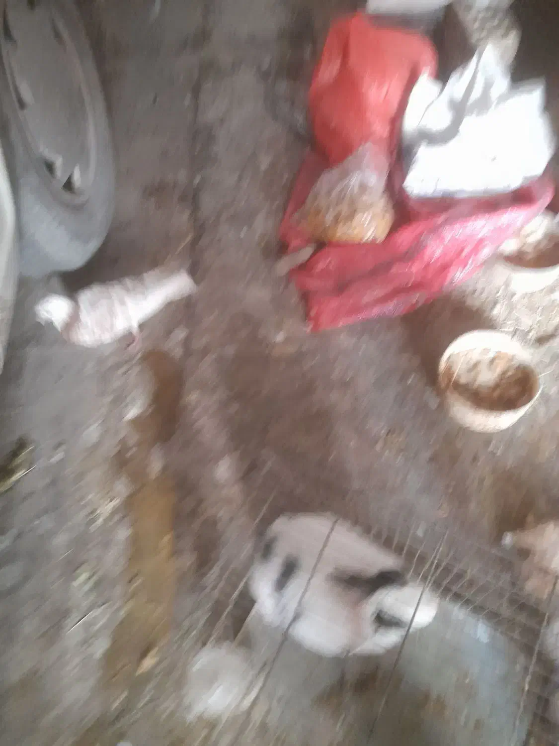 خرگوش|موش و خرگوش|فولادشهر, فولادشهر|دیوار