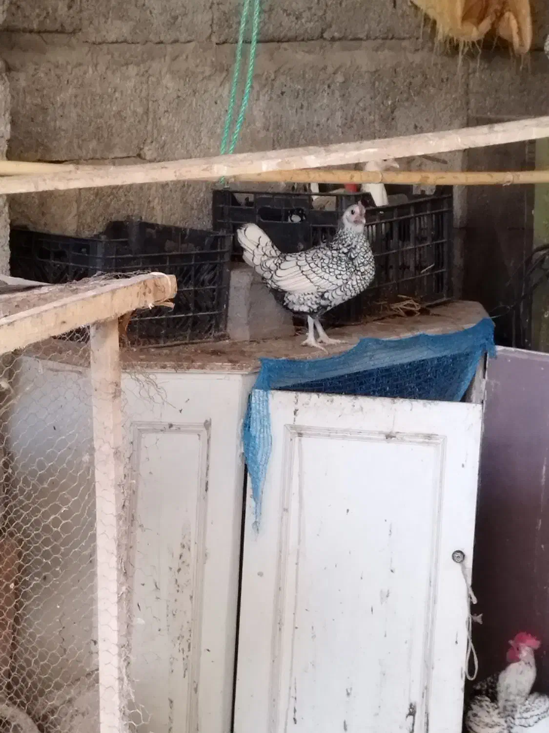 مرغ و خروس سبرایت|حیوانات مزرعه|آستانه اشرفیه, |دیوار