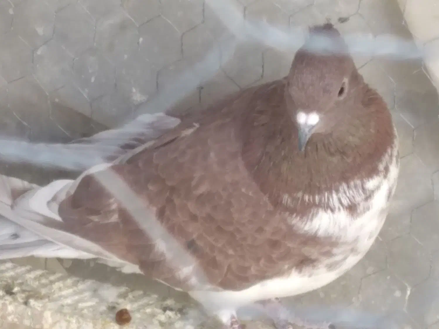 ماده پرشی ساعتی|پرنده|مهریز, |دیوار