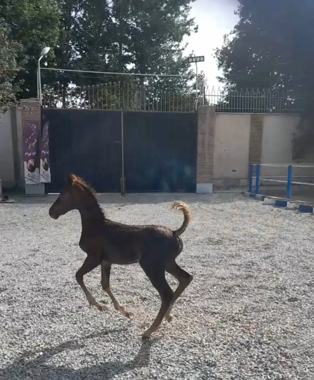 کره مادیون درهشوری|اسب و تجهیزات اسبسواری|فردوسیه, |دیوار