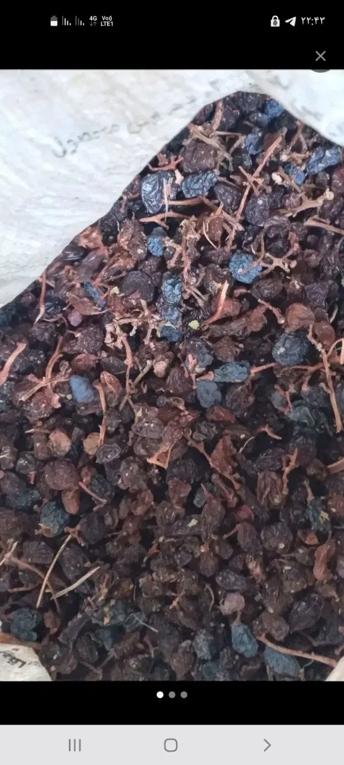 مویز کلی|خوردنی و آشامیدنی|سبزوار, صالح آباد|دیوار