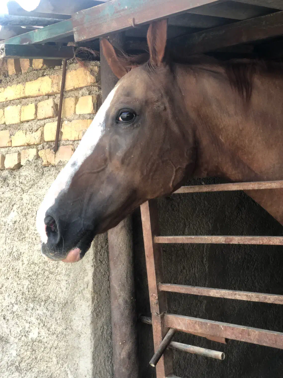 اسب|حیوانات مزرعه|تهران, افسریه شمالی|دیوار