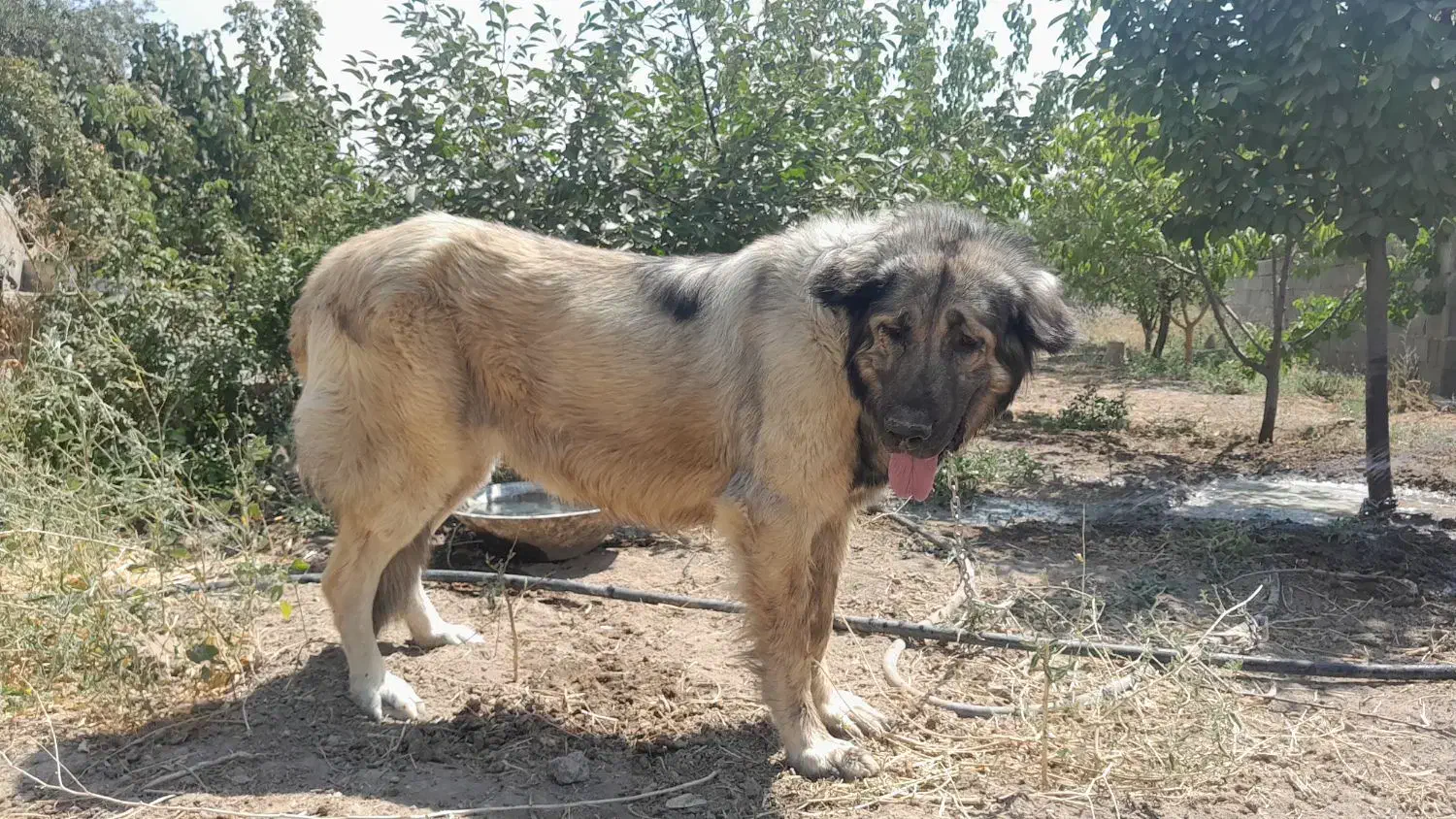 واگذاری سگ سرابی|سگ|هشتگرد, مدرس|دیوار