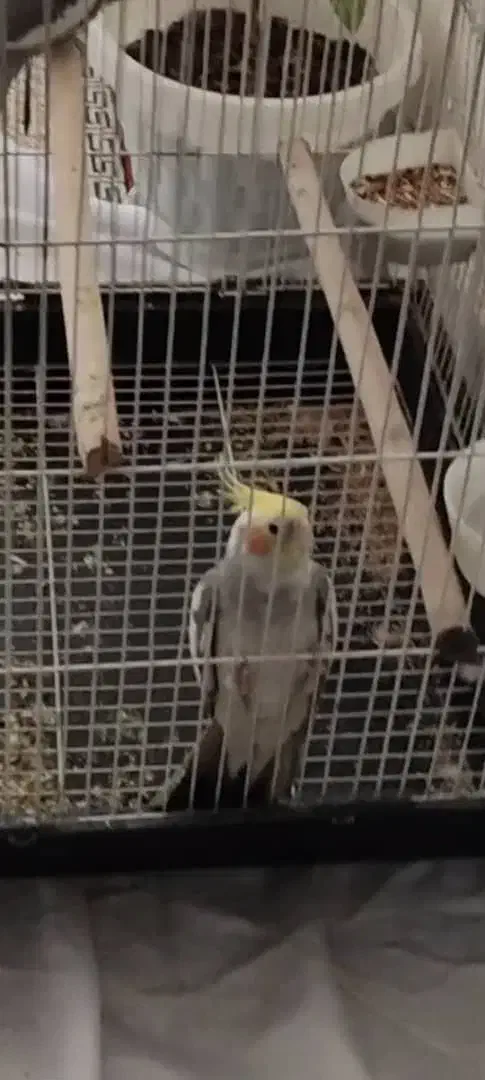 عروس هلندی گمشده|حیوانات|شیراز, لب آب|دیوار