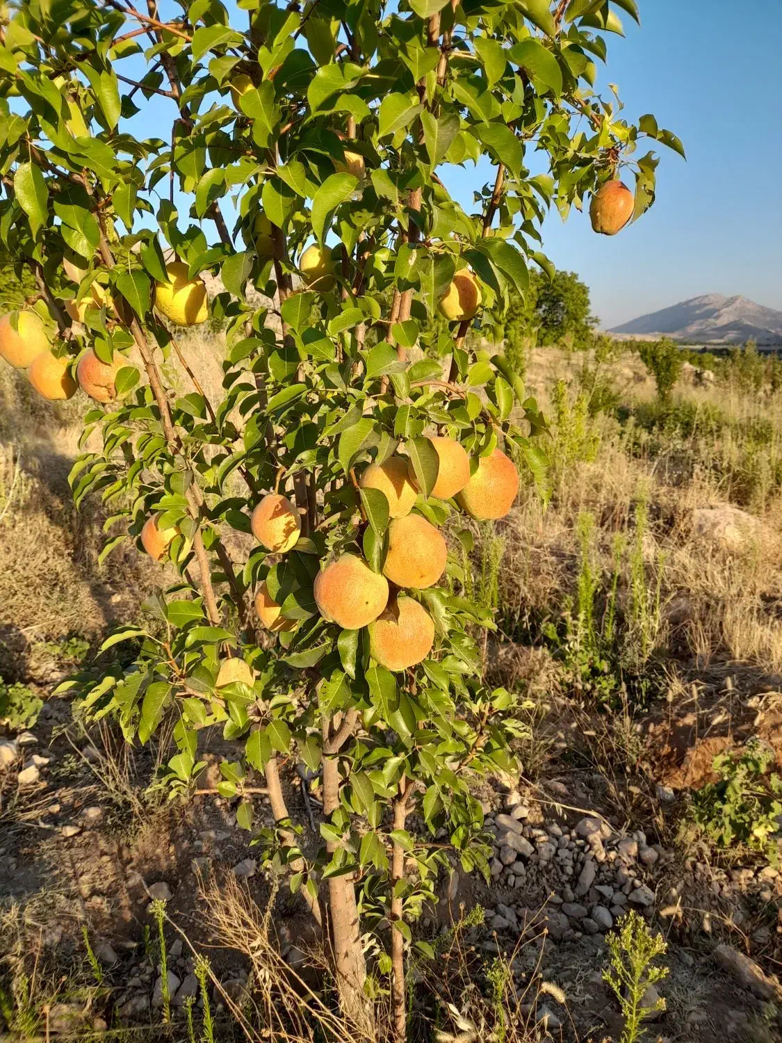 نهالستان حسینی|خدمات باغبانی و درختکاری|یاسوج, |دیوار