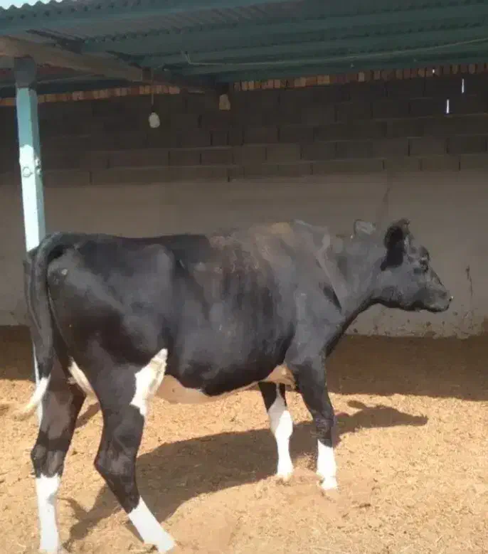 گاوشیری|حیوانات مزرعه|چناران, |دیوار