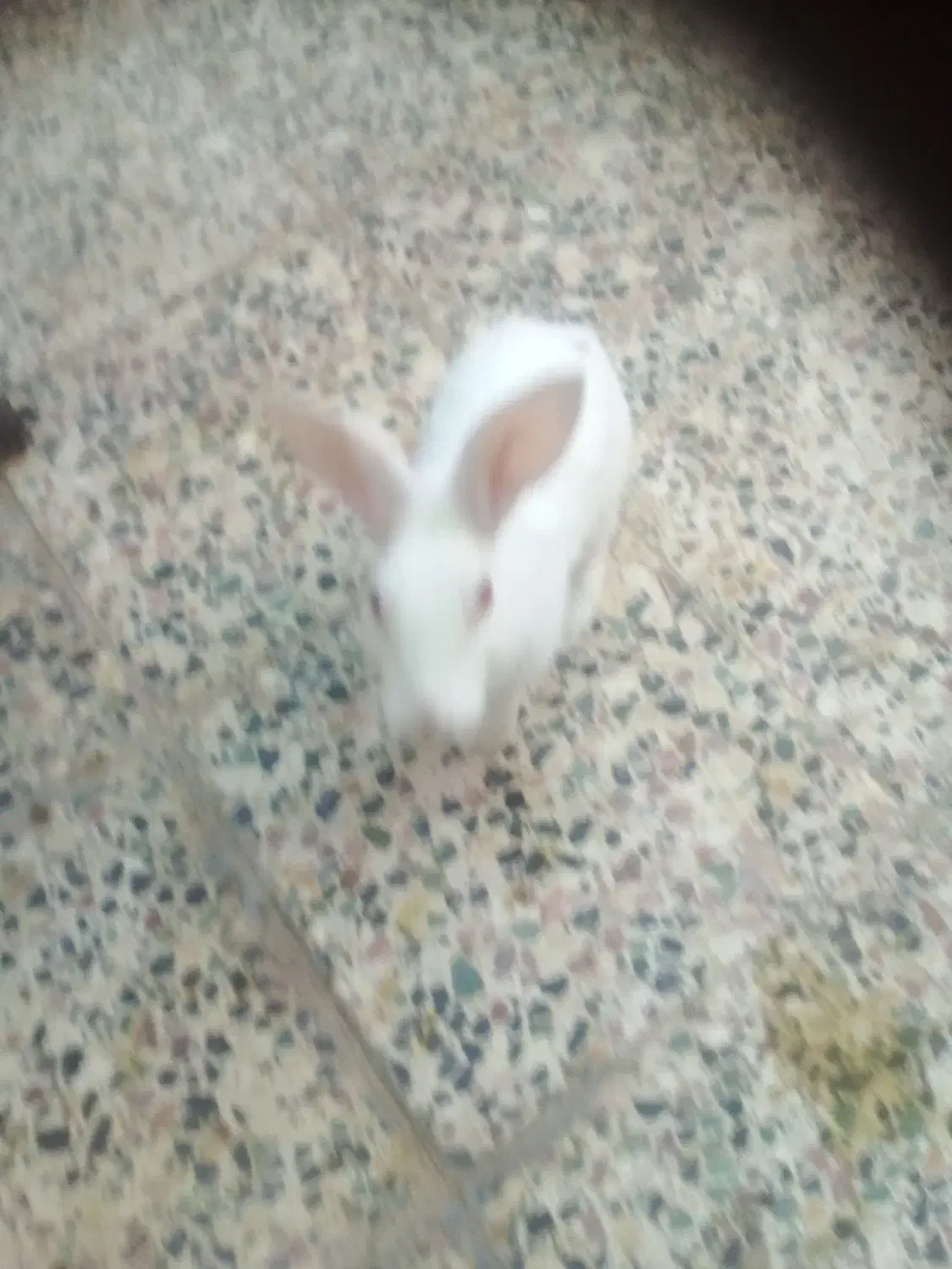 خرگوش|موش و خرگوش|دزفول, |دیوار