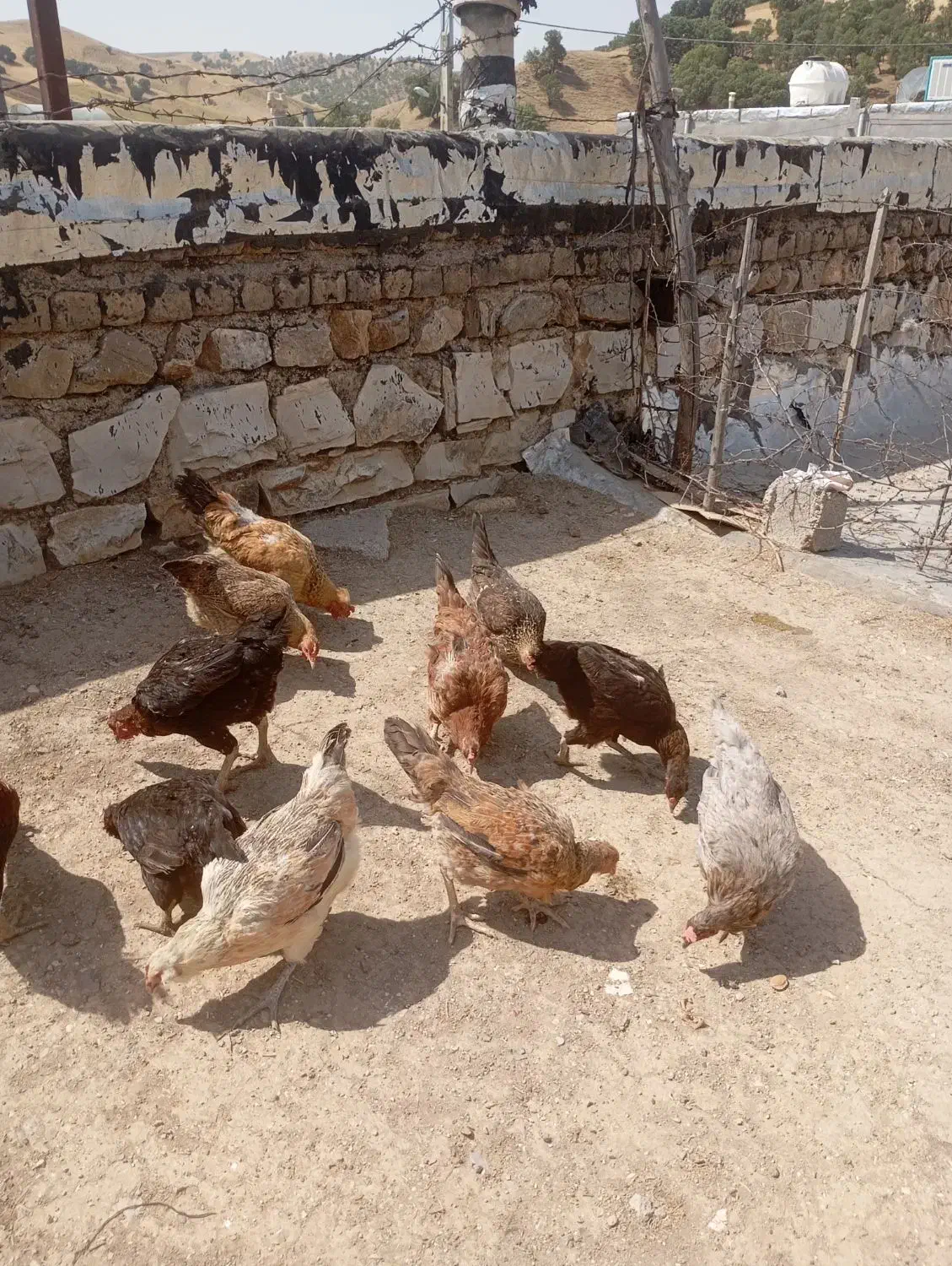 مرغ وخروس کوردی|حیوانات مزرعه|جوانرود, |دیوار