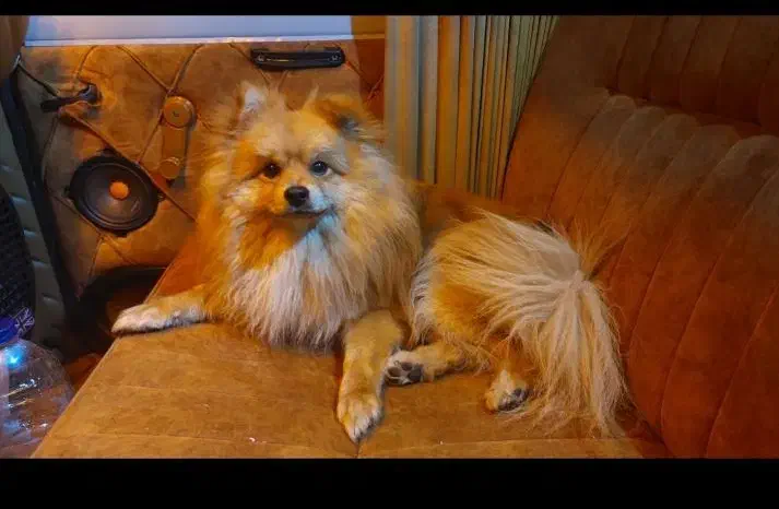 سگ پامر نر|سگ|بندر انزلی, معلم|دیوار