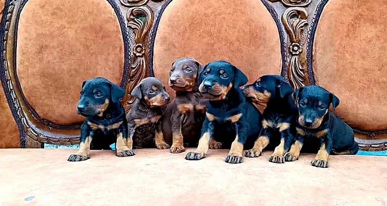 سگ دوبرمن اروپایی کیفیت های بینظیر و کلکسیونی|سگ|تهران, سعادتآباد|دیوار