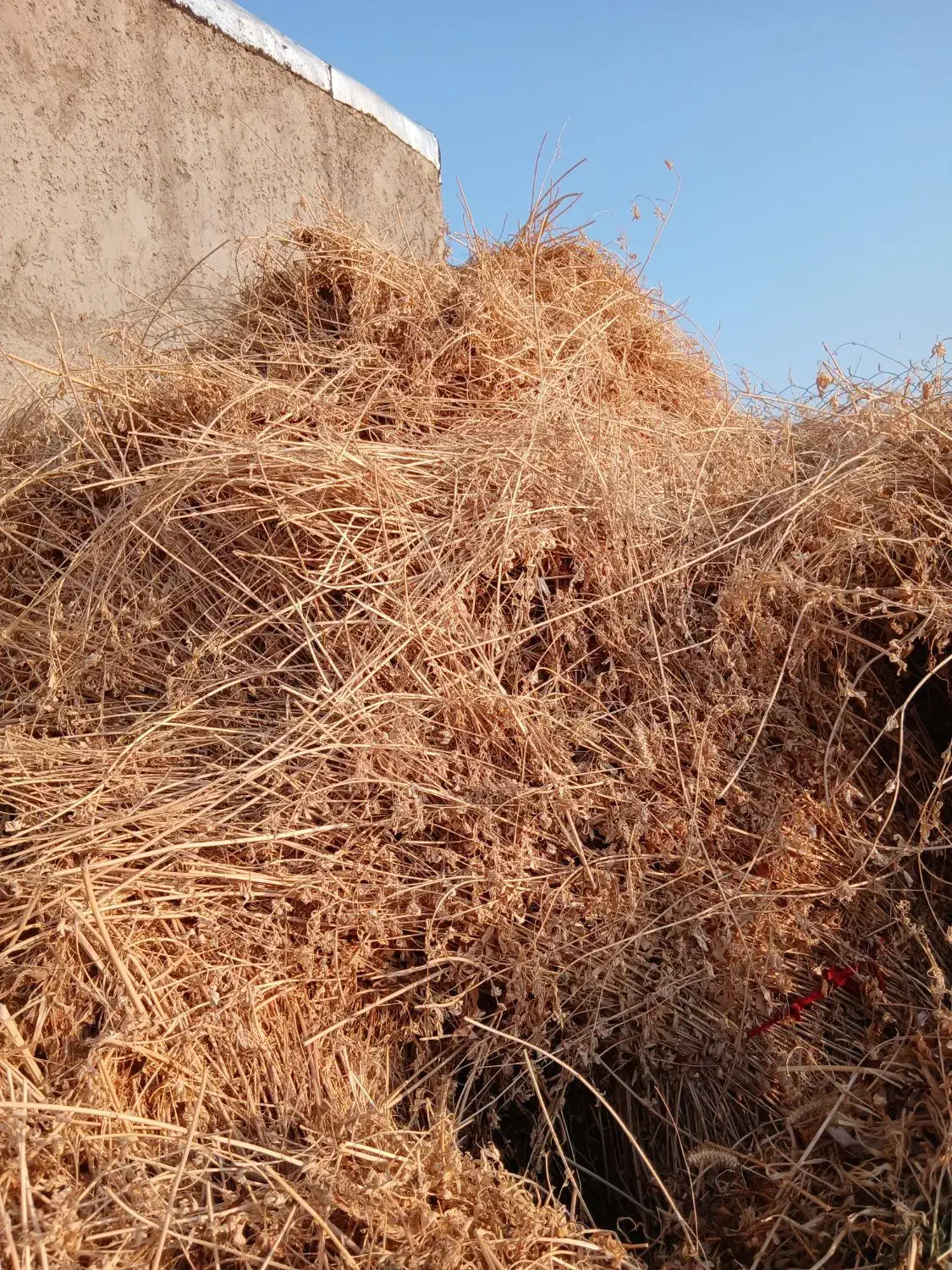 فروش یونجه صدرصد ارگانیک|خدمات باغبانی و درختکاری|یامچی, |دیوار