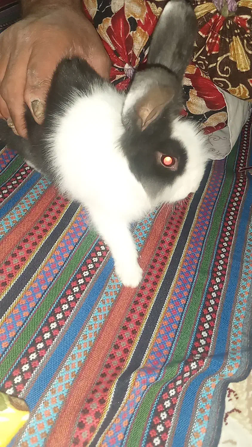 خرگوش|موش و خرگوش|زنجان, |دیوار