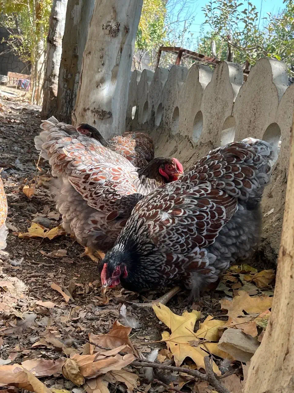 ویاندوت بلورد جی اس جی|حیوانات مزرعه|مشهد, امیریه|دیوار