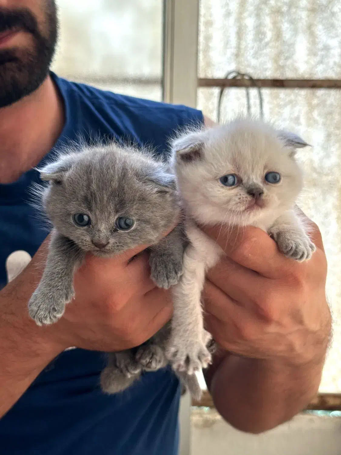 واگذاری اسکاتیش فولد ماده|گربه|ساری, |دیوار