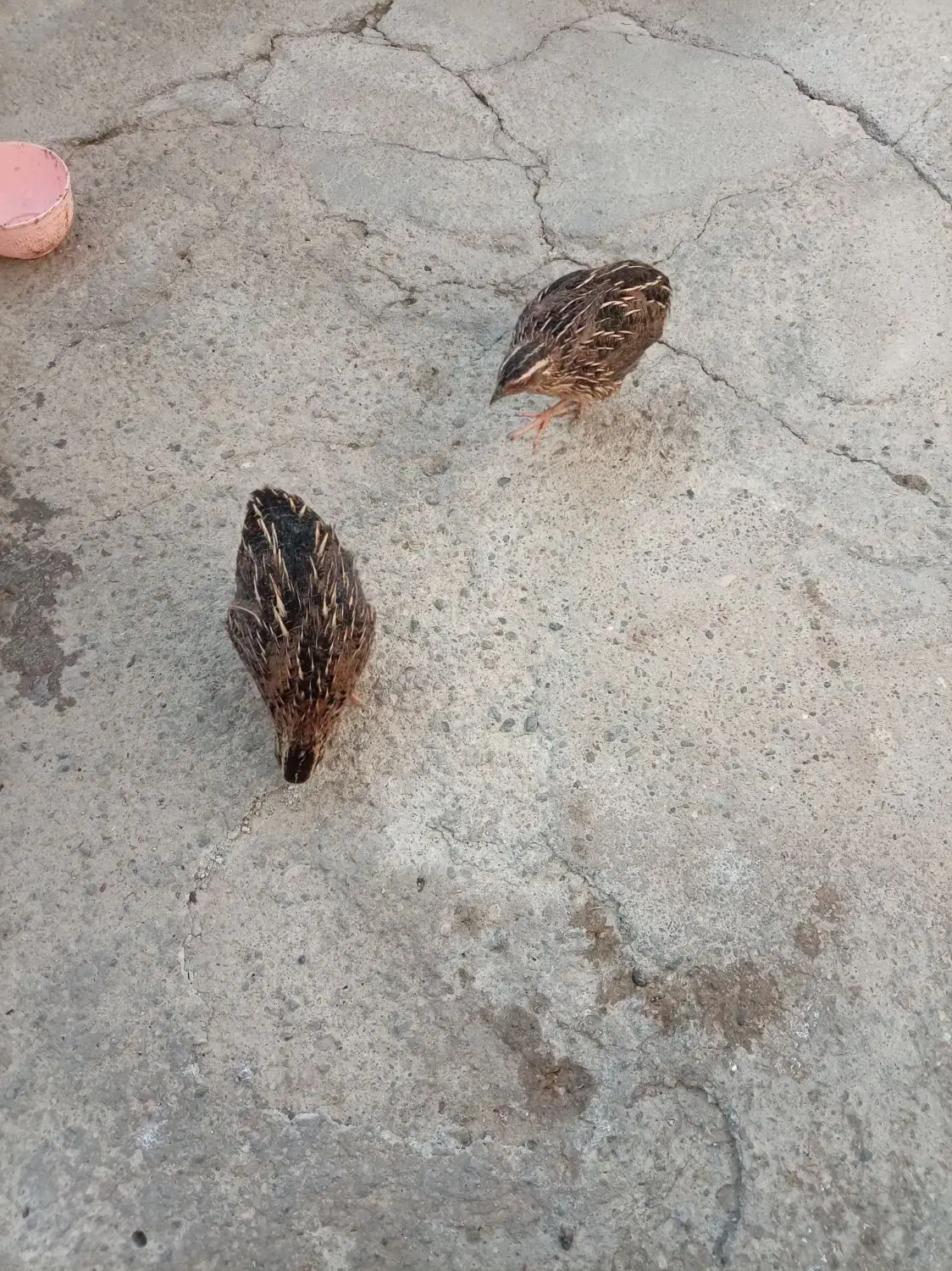 سلام دوعددبلدربچین بفروش میرسدبدون|حیوانات مزرعه|مهاباد (آذربایجان غربی), |دیوار