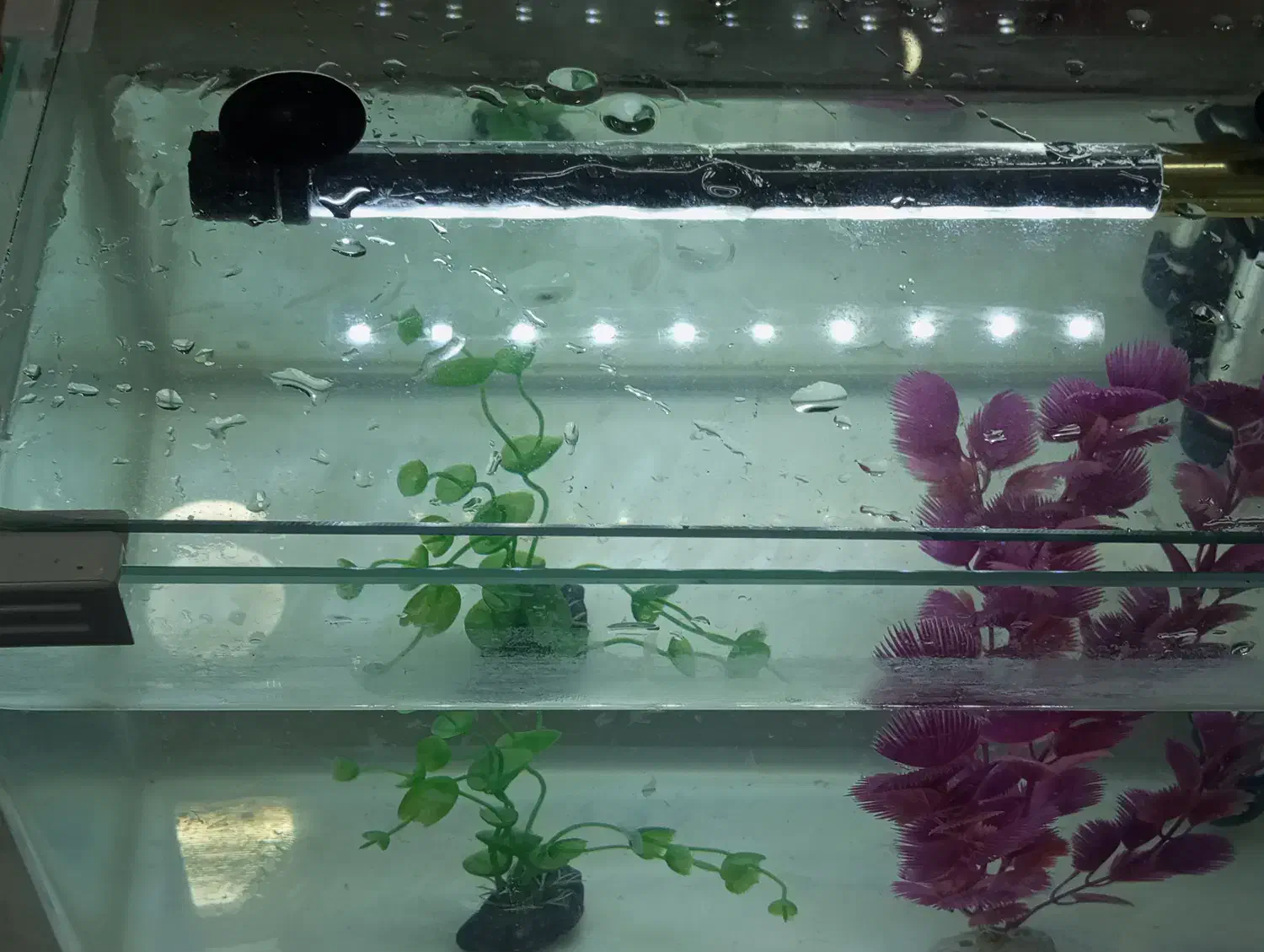 اکواریوم شرکتی، معاوضه هم میکنم|ماهی|خرمشهر, |دیوار