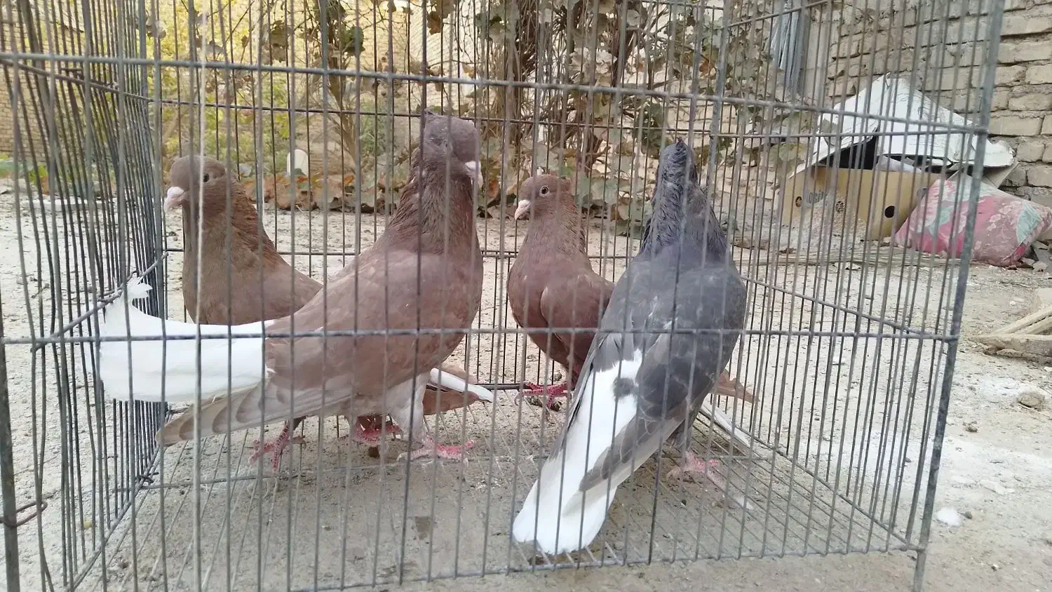 کبوتر دمسفید|پرنده|میبد, |دیوار